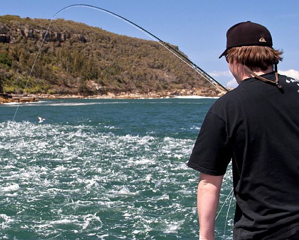 Sydney salmon to be “obliterated”